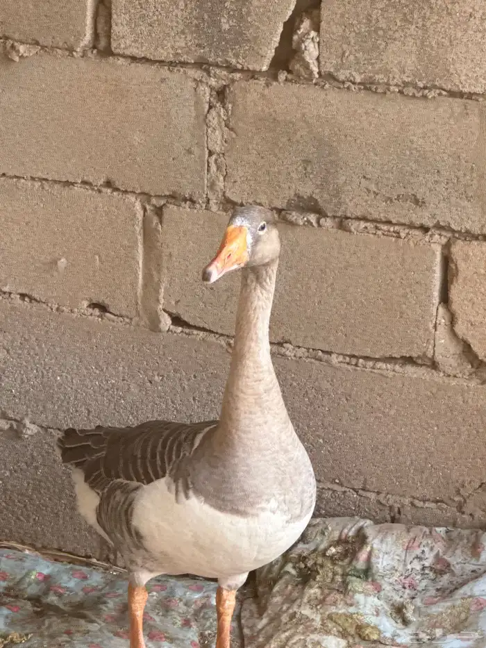 وز للبيع انثى محايل عسير العدد 1 0