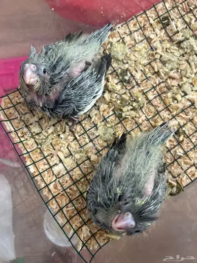 فروخ كروان index