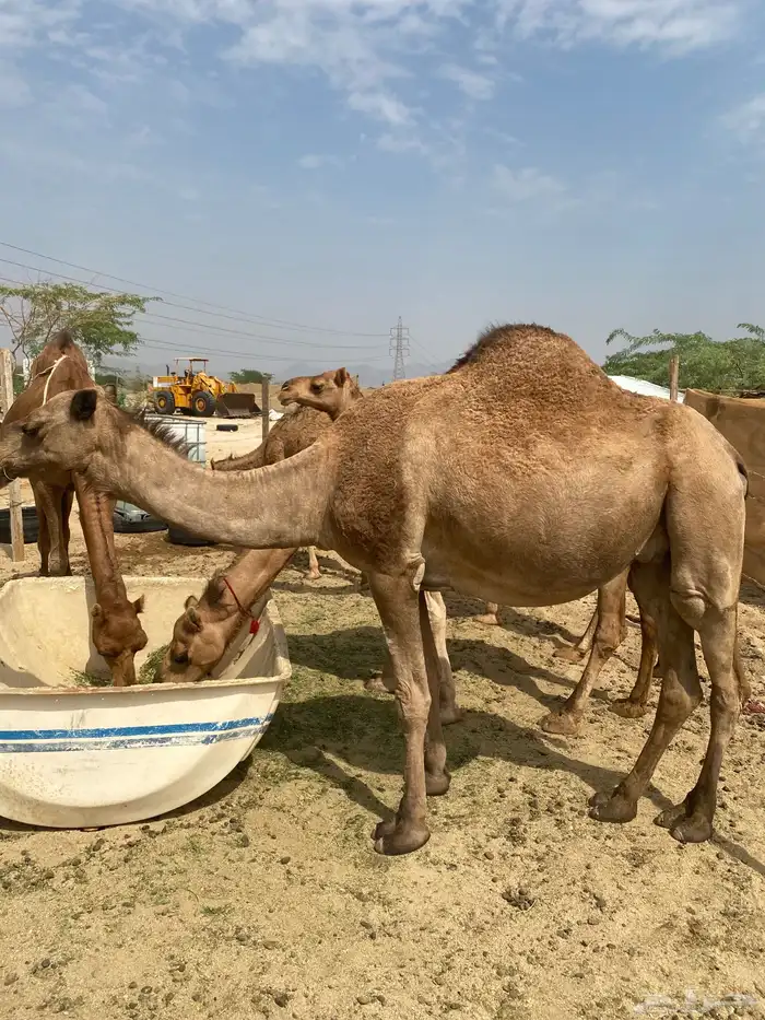 ناقه ملاقي   ناقه لحقه 5