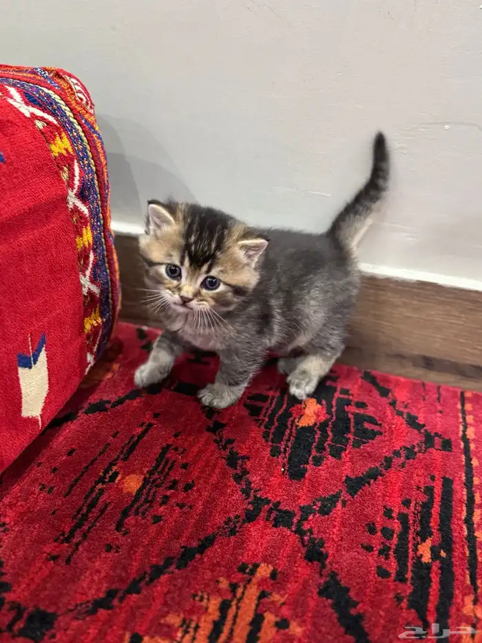 قطط صغيرة kittens للبيع 10