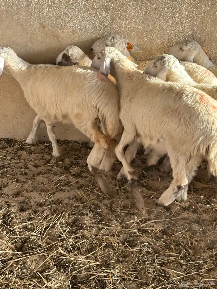 رخال حريات للبيع 4