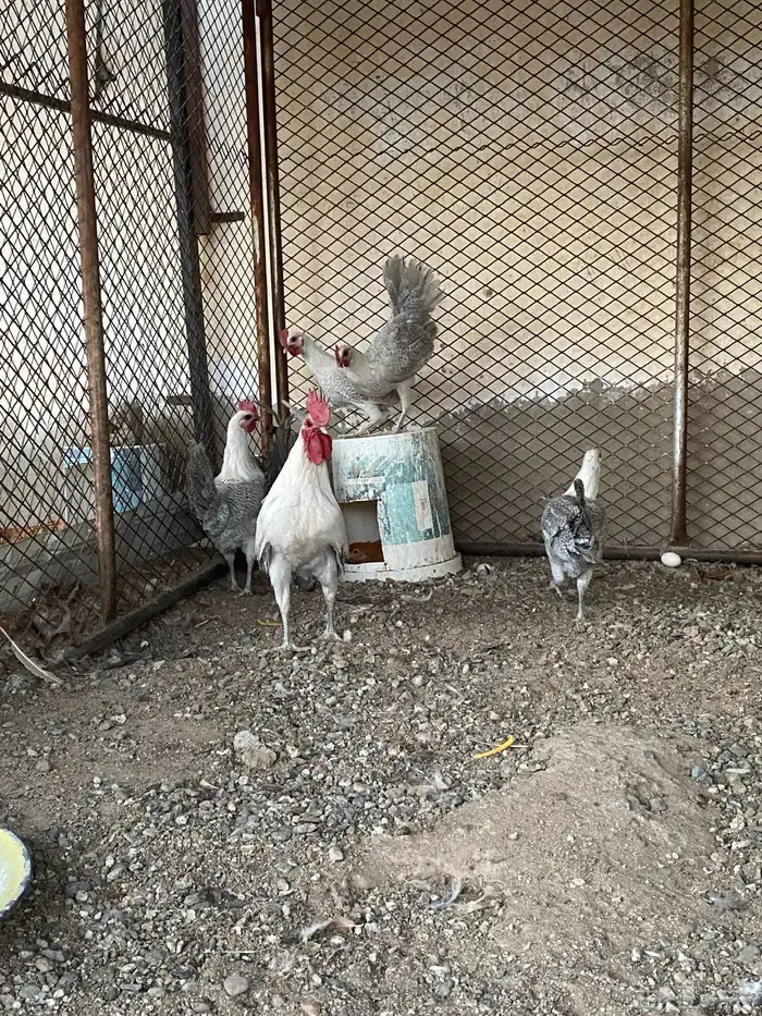 دجاج فيومي ألمنيوم ( العرض الثاني ) 0