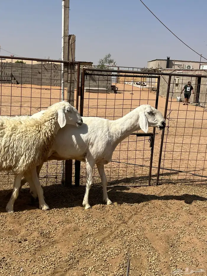 للبيع رخال حريات 1