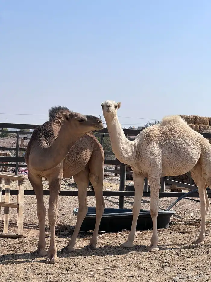 السلام عليكم اعرض لكم قعدان 2 فاخره التواصل 0