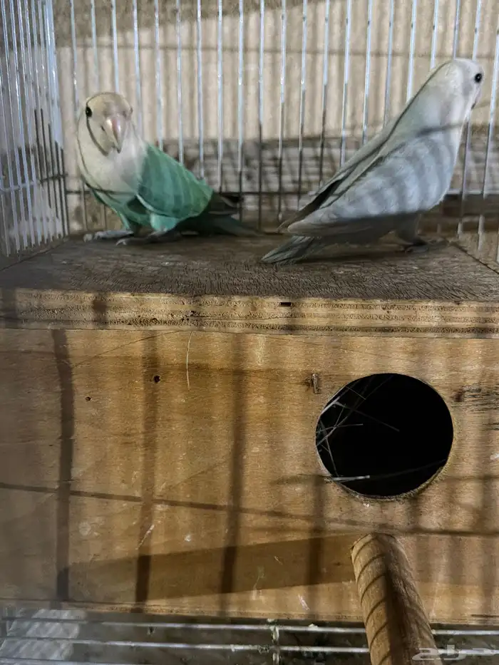 جوز روز مشاء الله 0