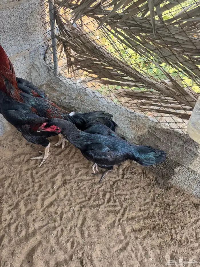 دجاجه شامو الماني اصل فاخر 0