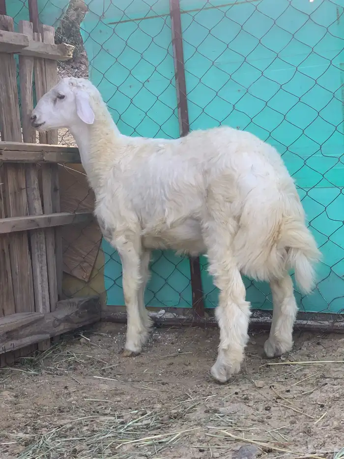 ذبائح للبيع 6