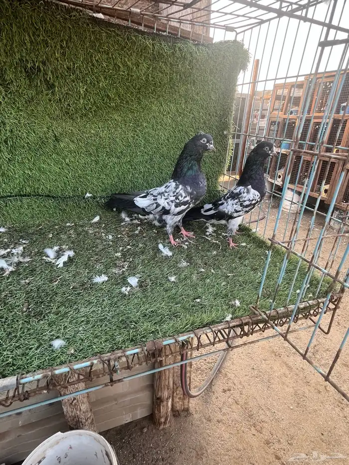 السلام عليكم 6