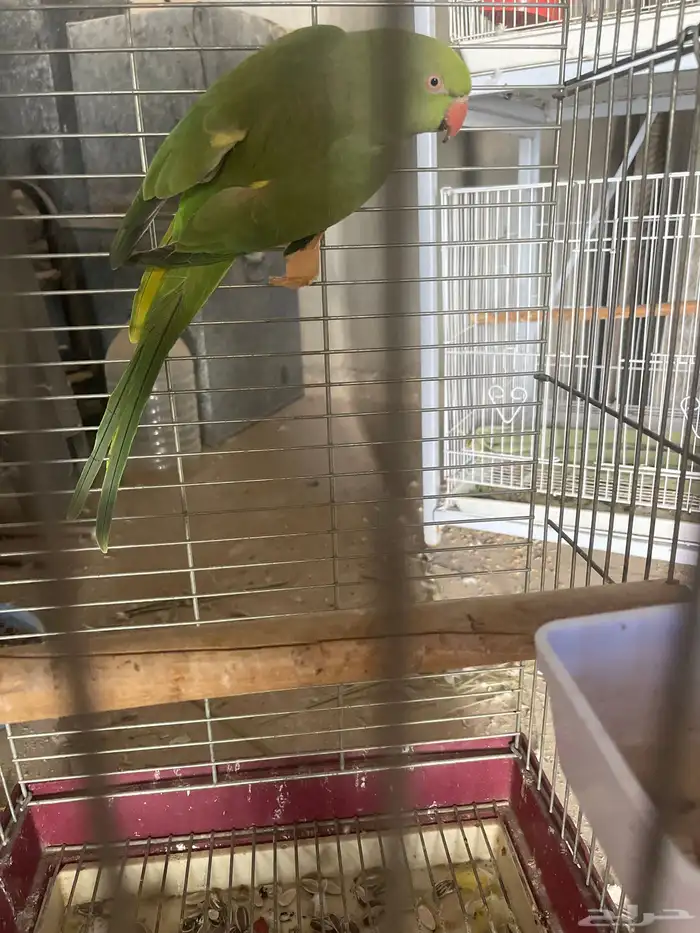 دوره أنثى جاهزه 0