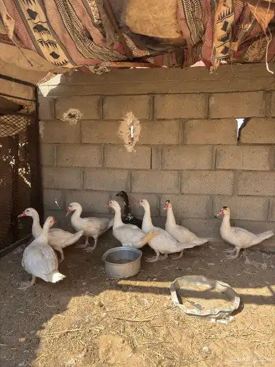 للبيع ذكور بط index