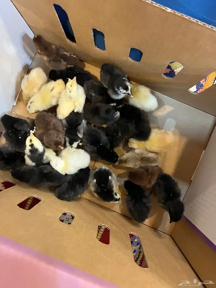 صوص دجاج كيوت يصلح للأطفال 9