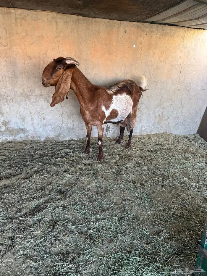 عنز مشروكه طيبه جرم طيب حدرها اثنين تيوس 0