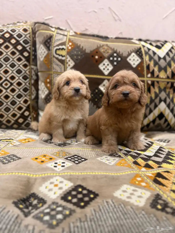 كلاب مالتيبو 1