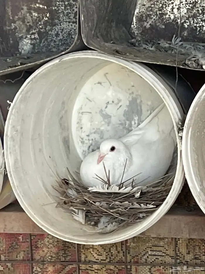 حمام فرنسي سوبر جامبو ملكي 1