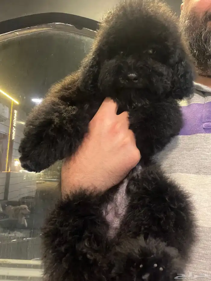 متوفر للبيع بيور توي بودل مستوى عالي pure toy poodle 6