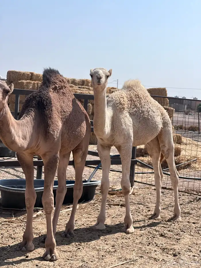 السلام عليكم اعرض لكم قعدان 2 فاخره التواصل 1