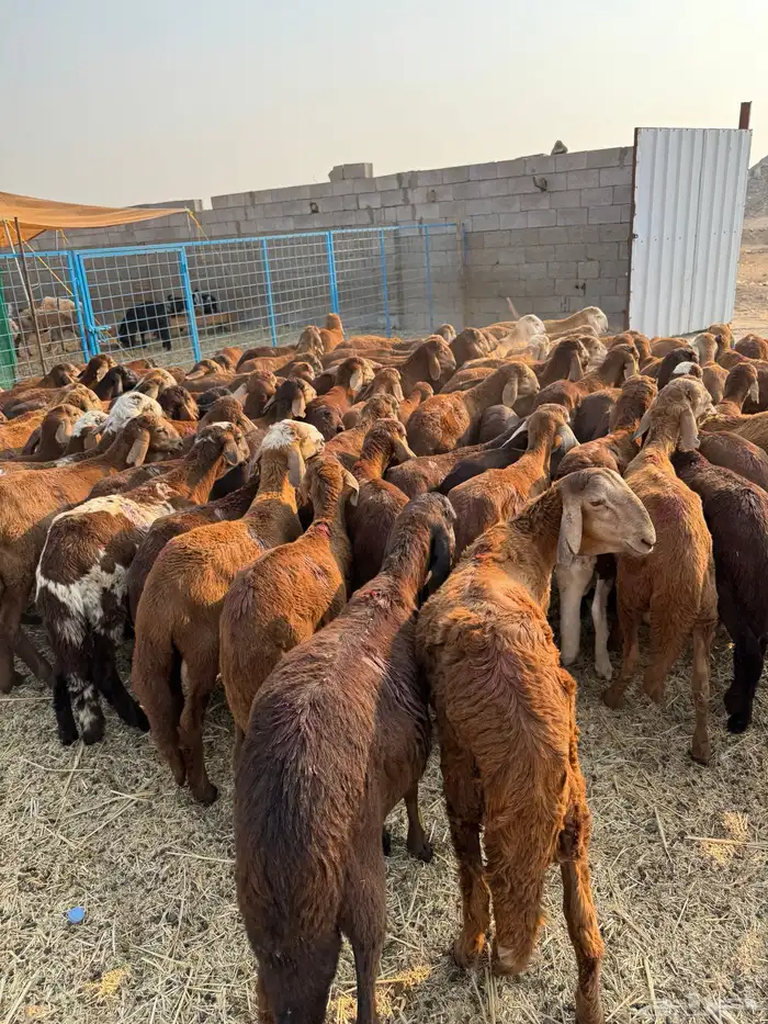 سواكن حمري 6