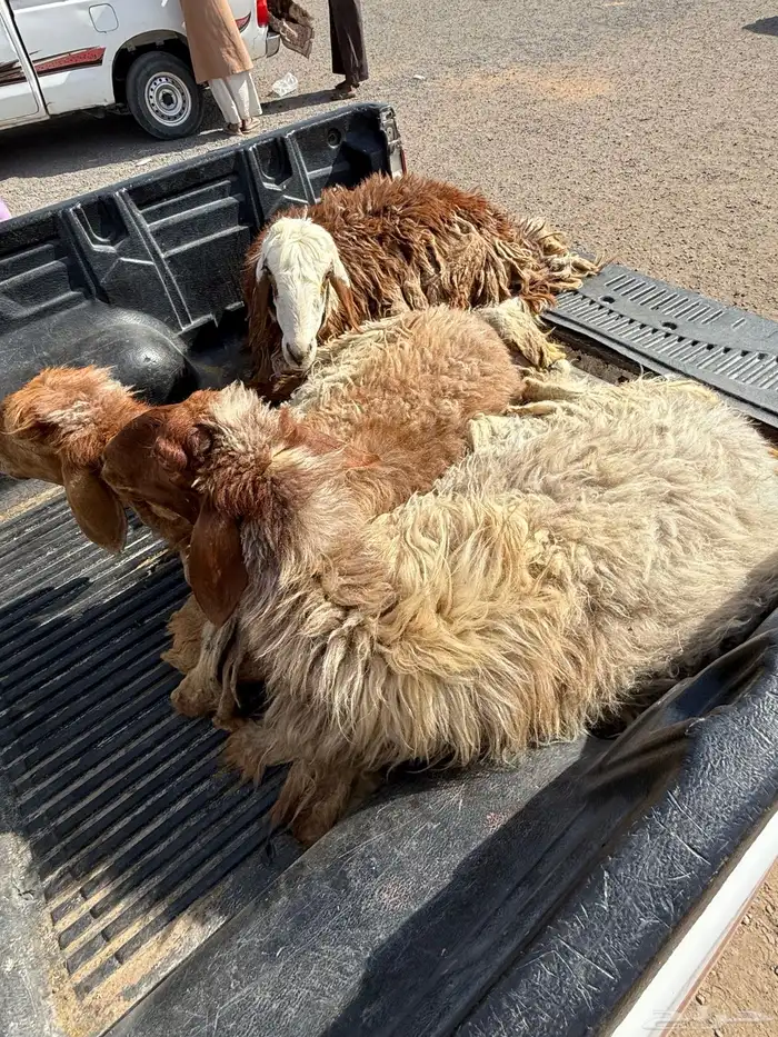 3 جذعات مضاريع شرط 2