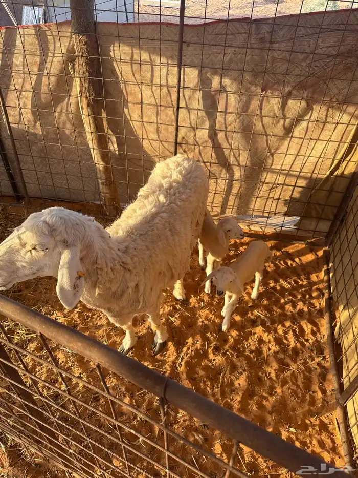 شاه متبع بخروف ورخل 0