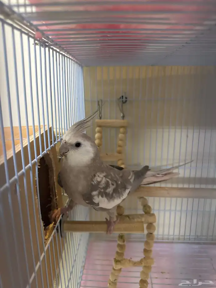 كروان(كوكاتيل)cockaiteil للبيع 4