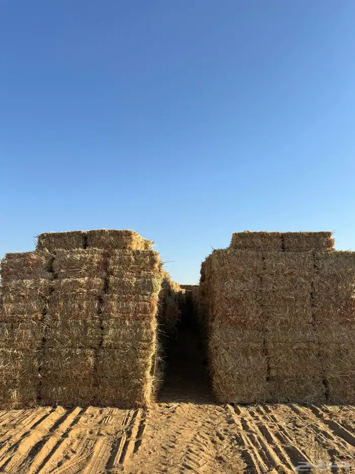 ذره جيزانيه للبيع 1