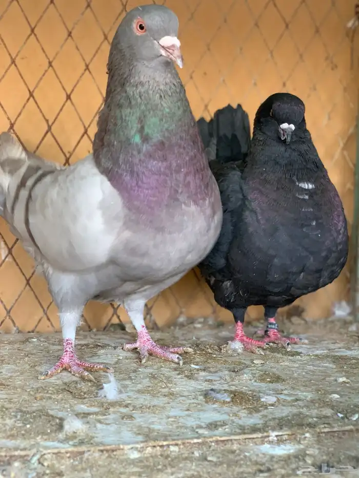 جوز كنق على سلفر 0