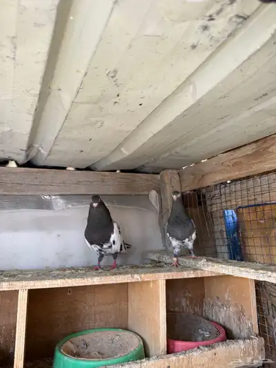 زوج رامبوري اساس توب index