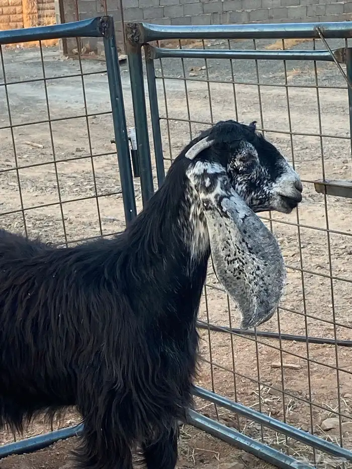 معزا عوارض صنف جفار(تم البيع) 2