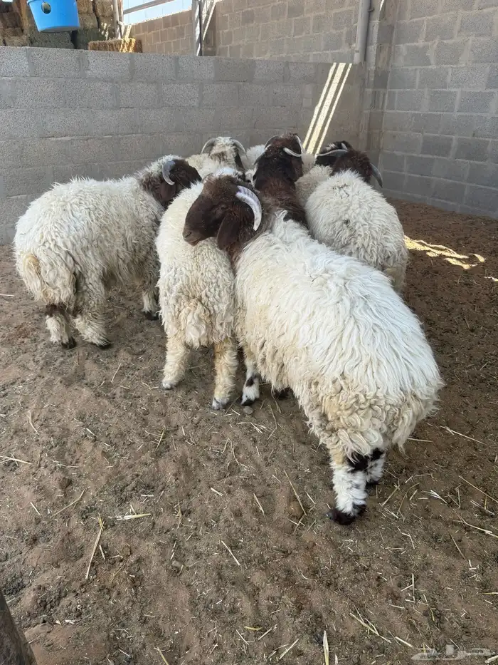 طليان نعيم للبيع 2