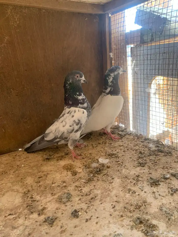 حمام باكستاني طيران 0