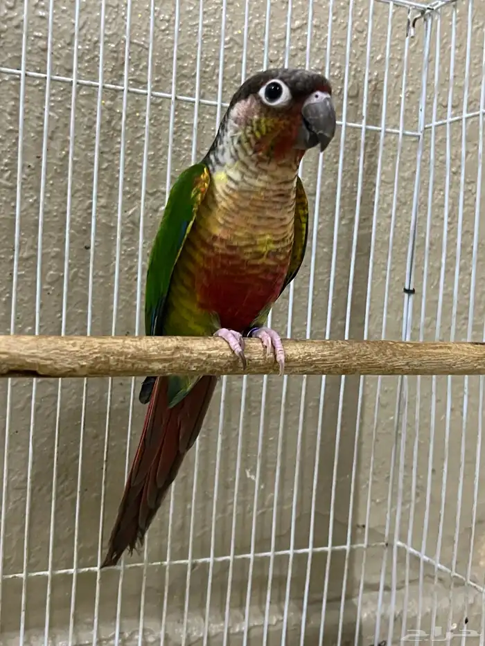 ذكر كنيور يلو سايد 0