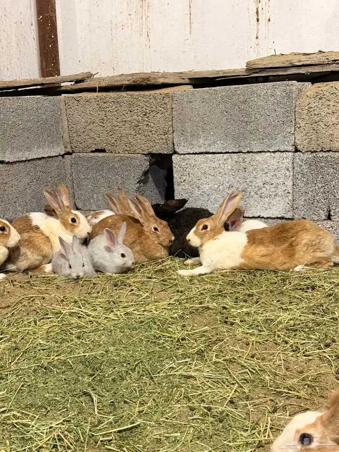 ارانب بلديه منتجه 0