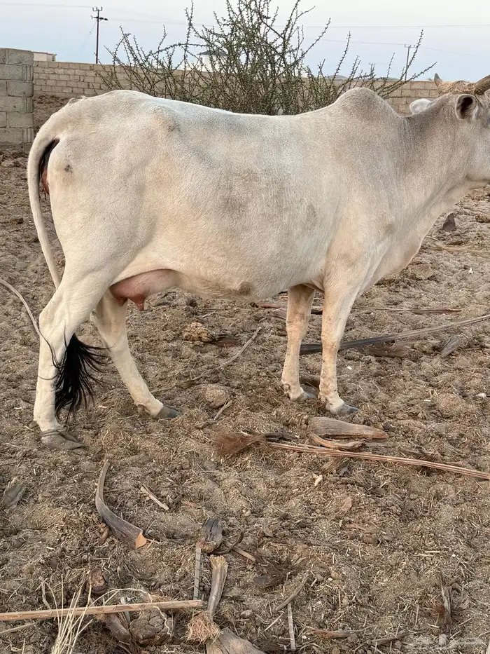بقره لقحه ولادتها بعد اسبوعين 1