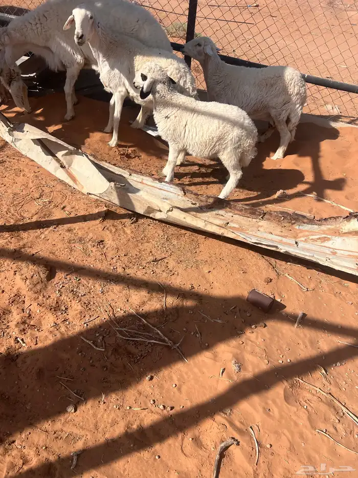 حريات عدد 3 دفيع فحلها معها وحده متبع تحتها رخل 1