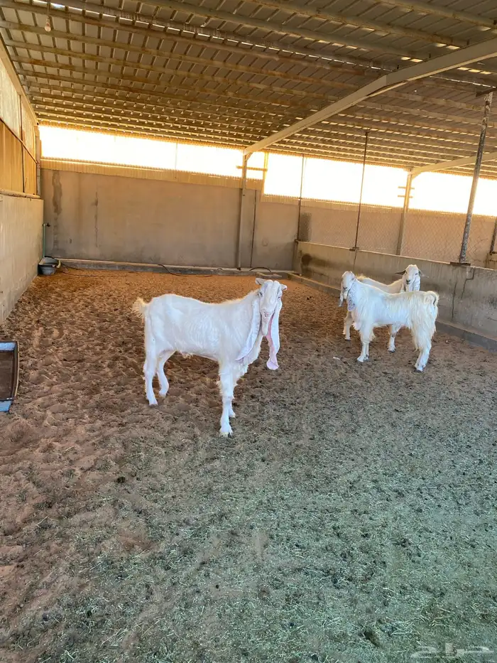 تيوس صنف هولندي 5