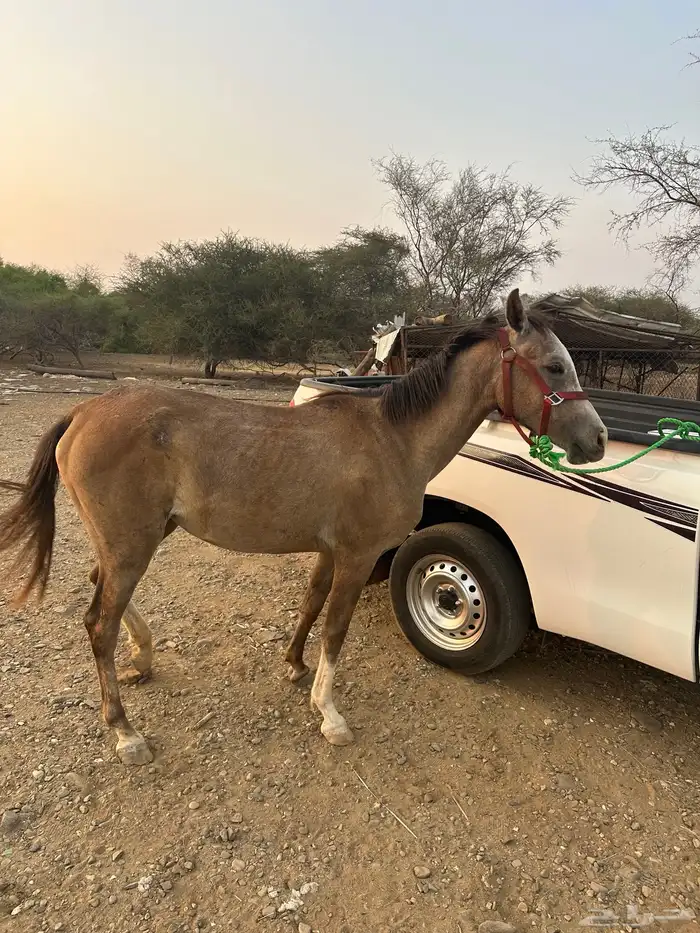 للبيع مهره شعبي العمر سنتين 0