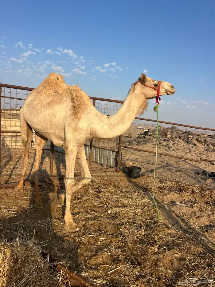 ركبي طابع عالشرط 1