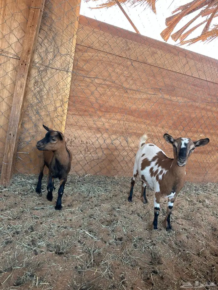 معزا قزميات قزم 0