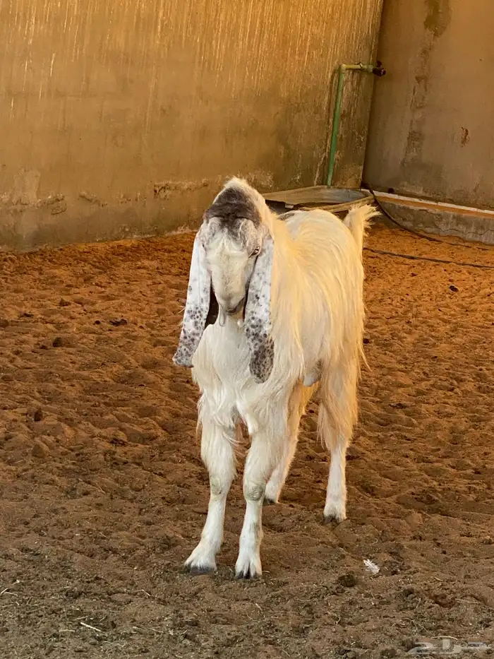 تيوس صنف هولندي 1