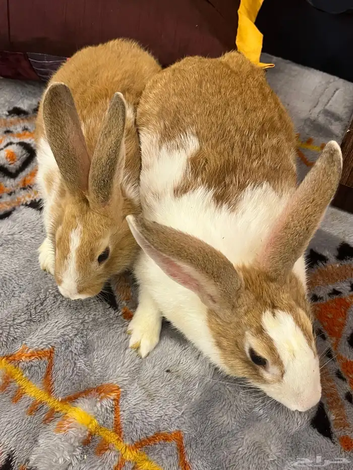 أرنب Golden dutch 1
