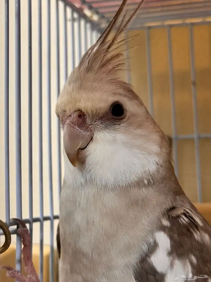 كروان(كوكاتيل)cockaiteil للبيع 3