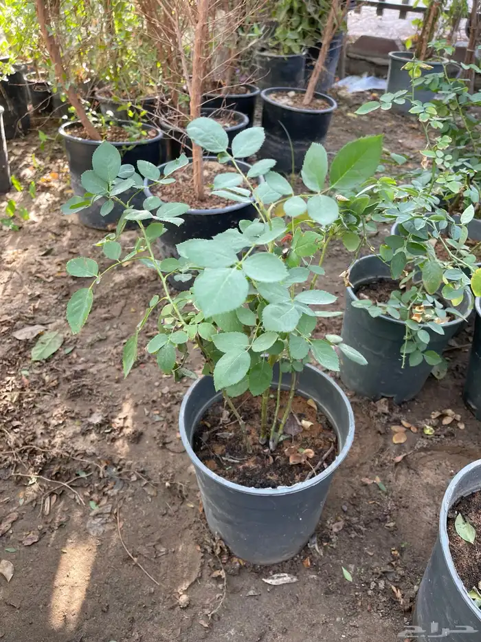 شتلات ورد جوري 1