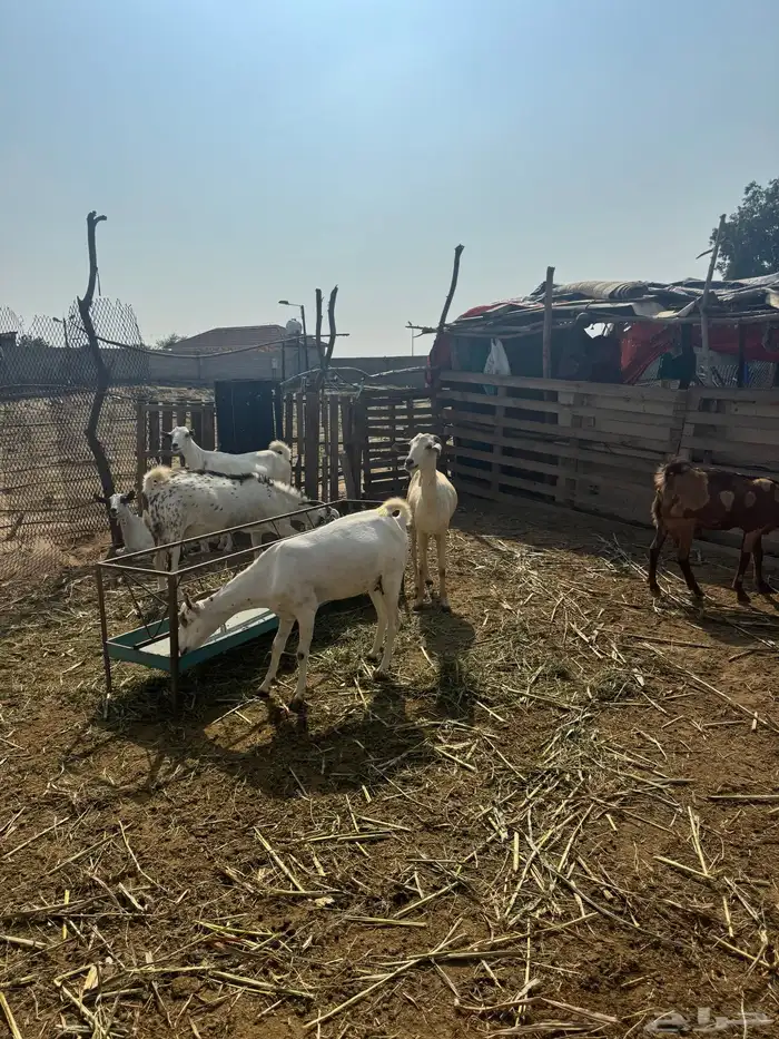 خمس غنم قرايب 2 سديس 2 رباع ود بداية لفاف 4