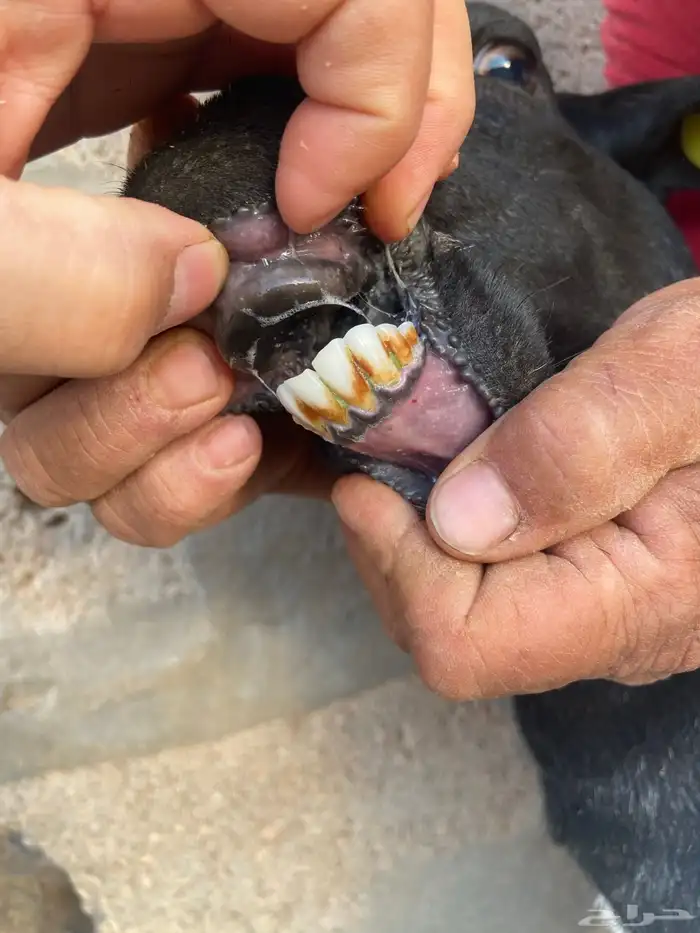 هجين الامهات بربريات والفحل حبصي 4