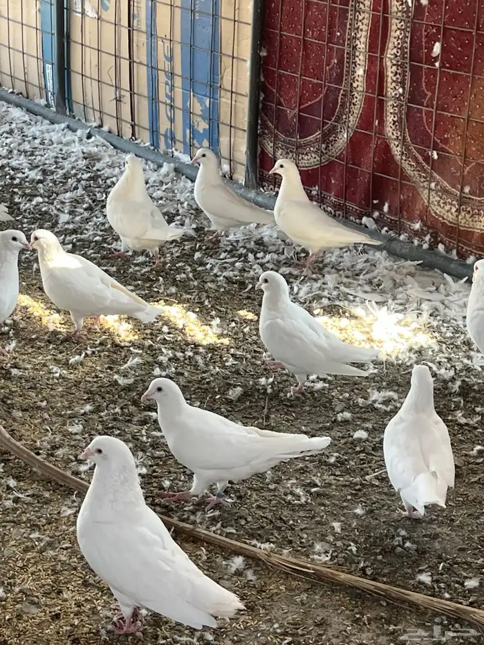 حمام فرنسي سوبر جامبو ملكي 3