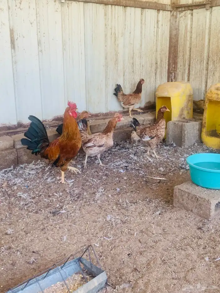 ديك واربع دجاج افرق مقبع 4