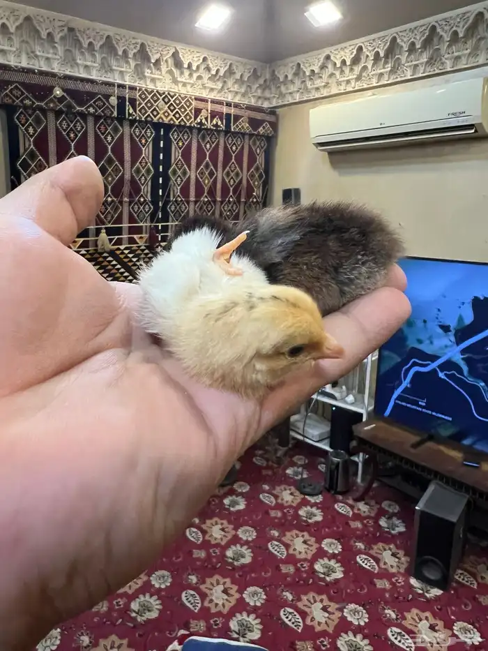 صوص دجاج كيوت يصلح للأطفال 16