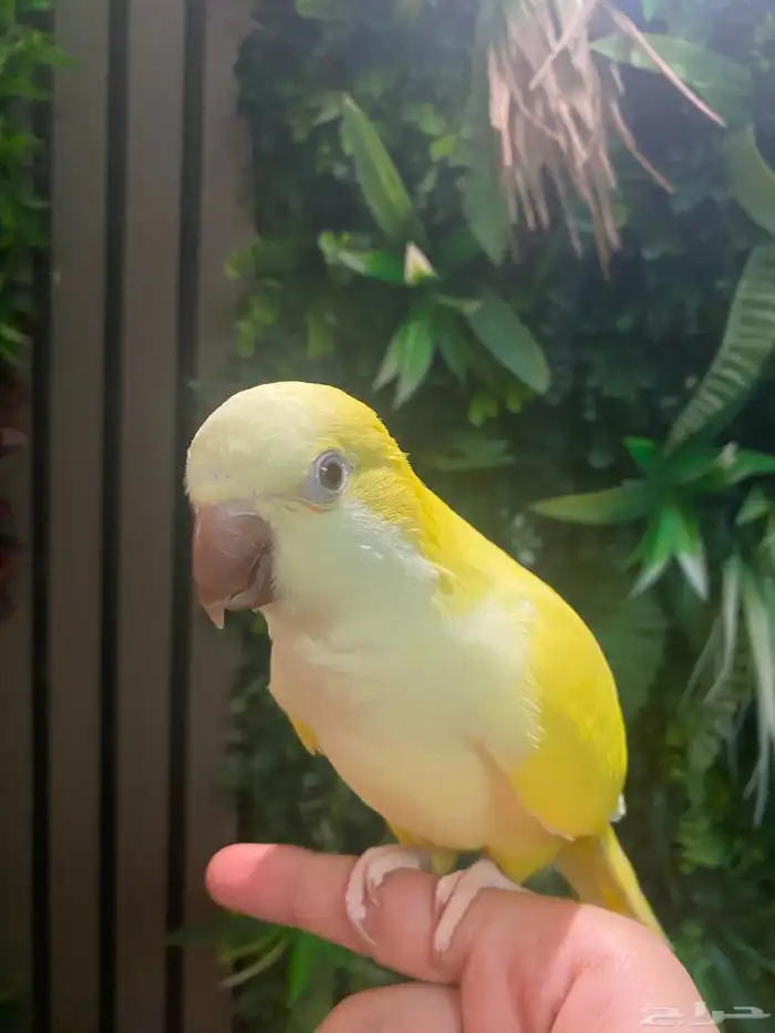 ببغاء كويكر لاتينو ذكر 3