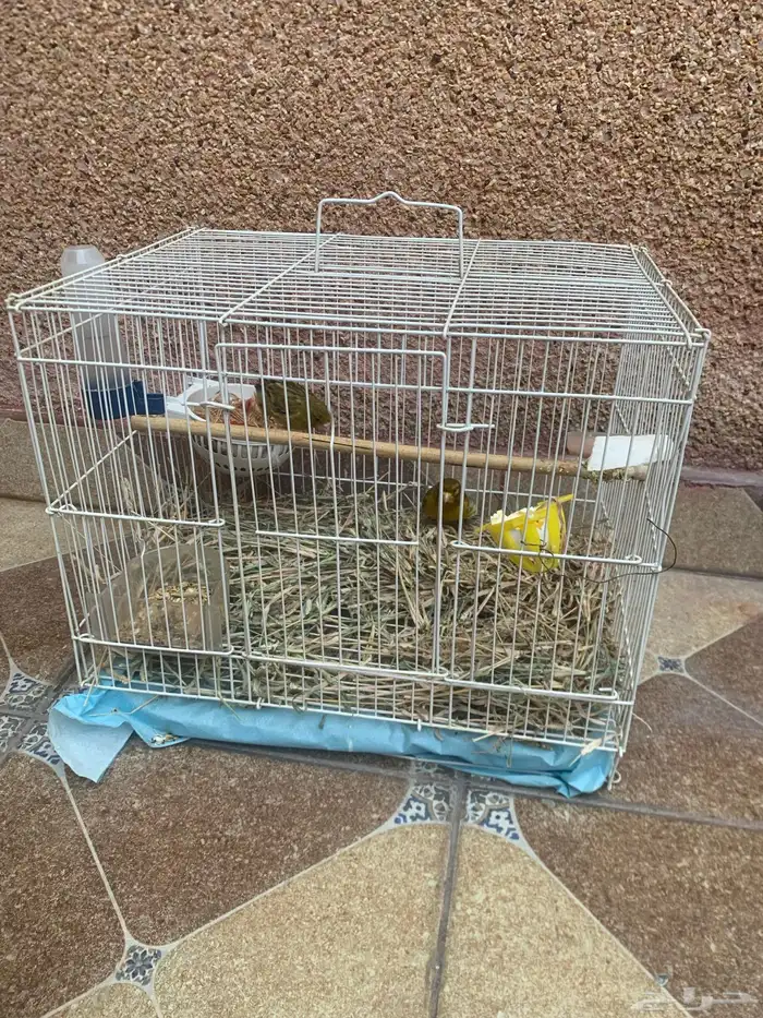 كناري سوري 0