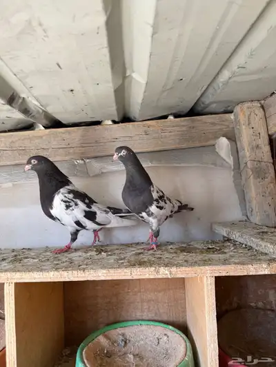 زوج رامبوري اساس توب index